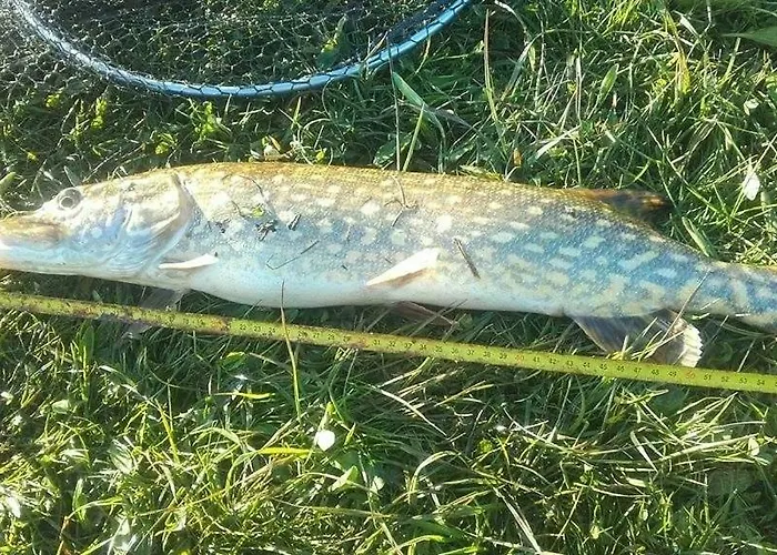 Nad Jeziorem Farm stay